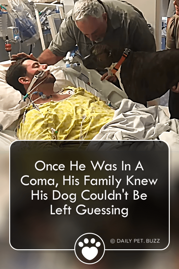 Once He Was In A Coma, His Family Knew His Dog Couldn\'t Be Left Guessing