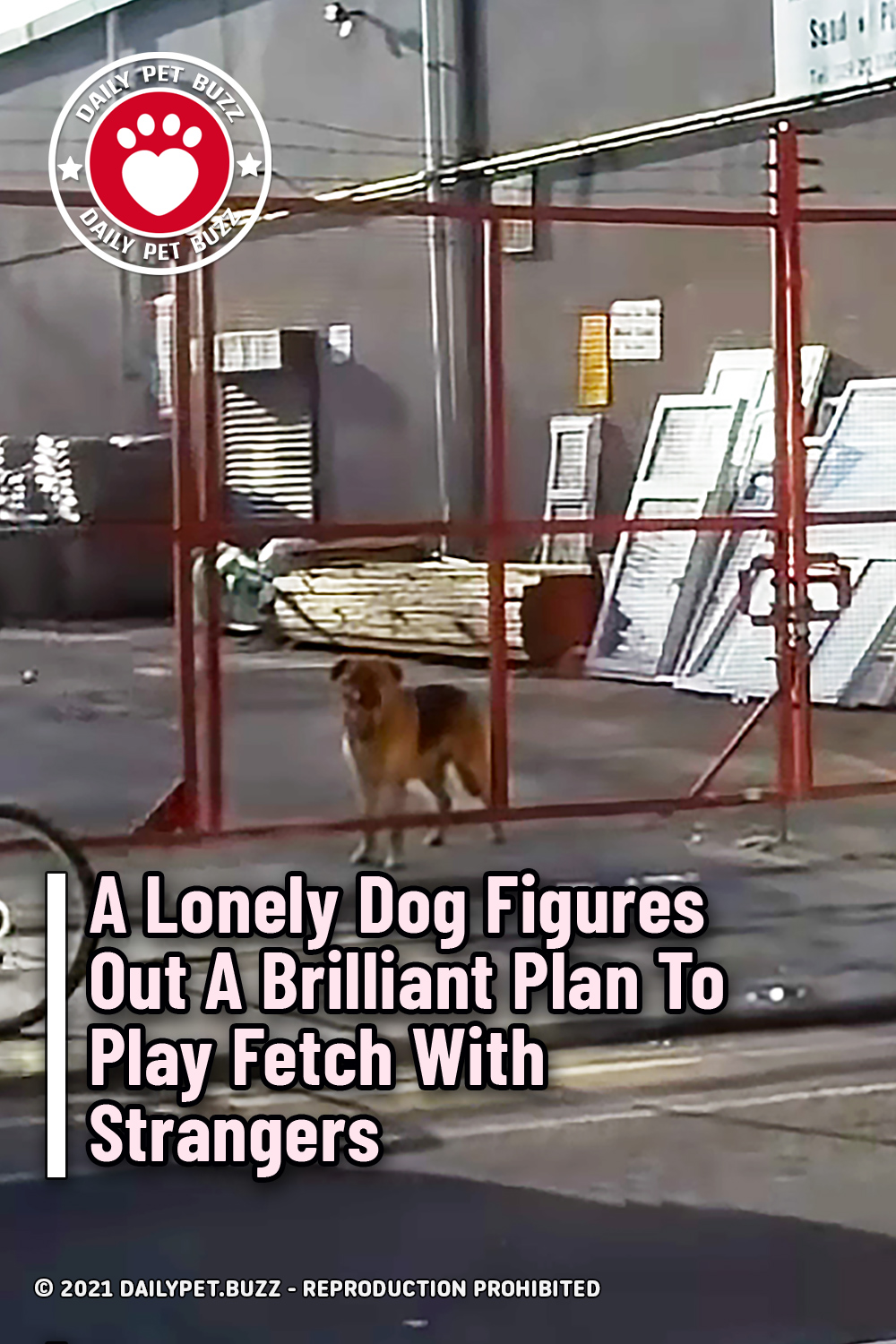 A Lonely Dog Figures Out A Brilliant Plan To Play Fetch With Strangers