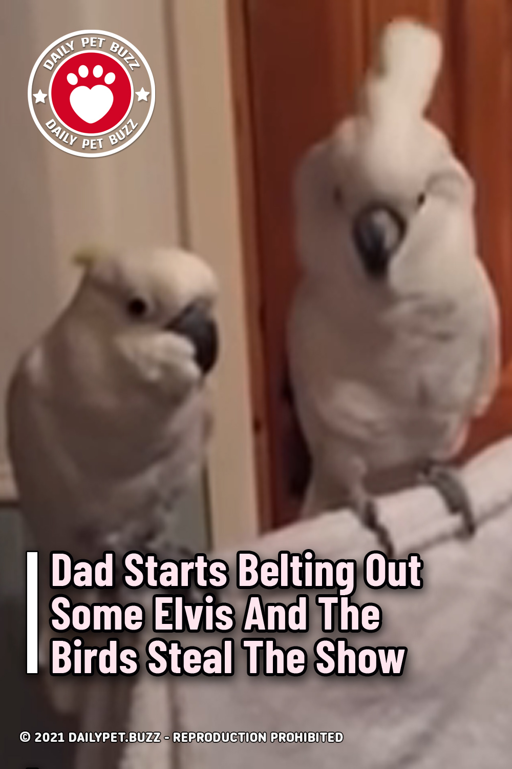 Dad Starts Belting Out Some Elvis And The Birds Steal The Show