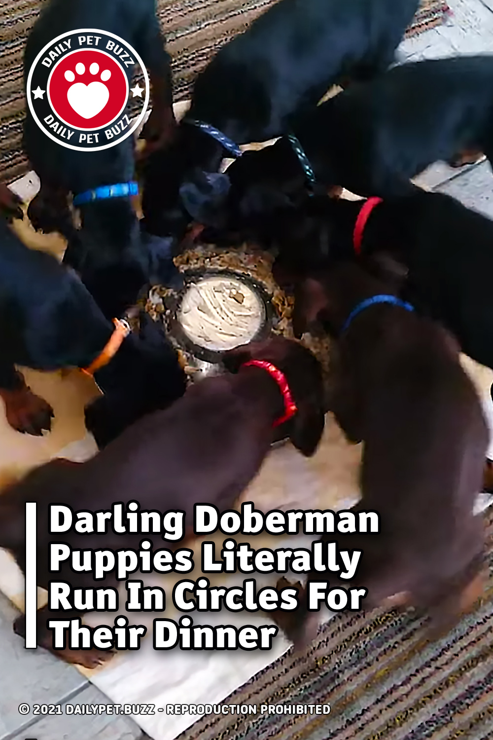 Darling Doberman Puppies Literally Run In Circles For Their Dinner