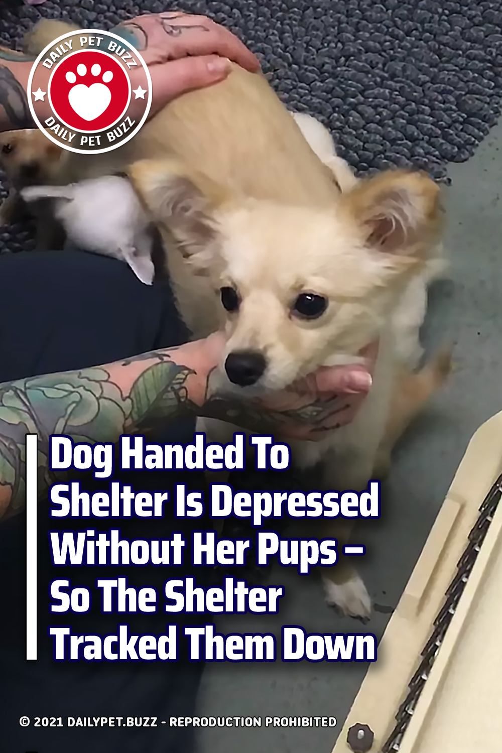 Dog Handed To Shelter Is Depressed Without Her Pups – So The Shelter Tracked Them Down