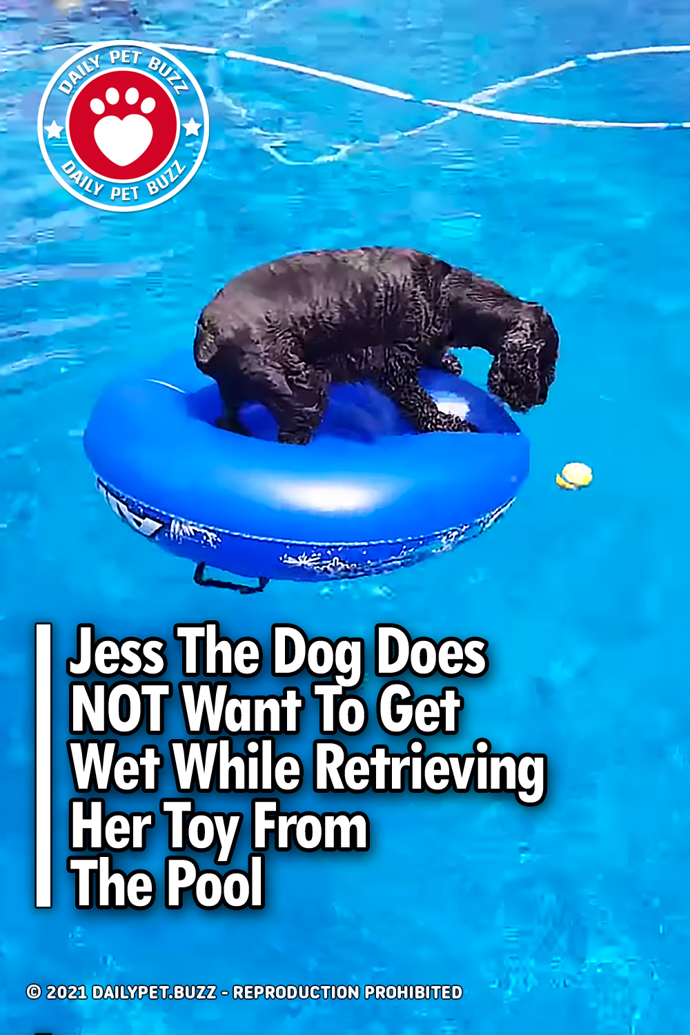 Jess The Dog Does NOT Want To Get Wet While Retrieving Her Toy From The Pool