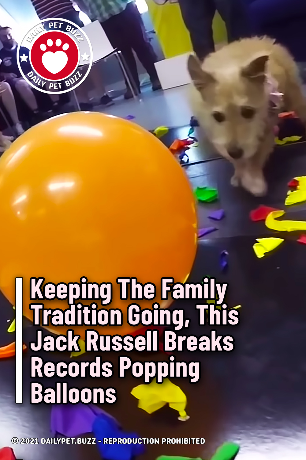 Keeping The Family Tradition Going, This Jack Russell Breaks Records Popping Balloons