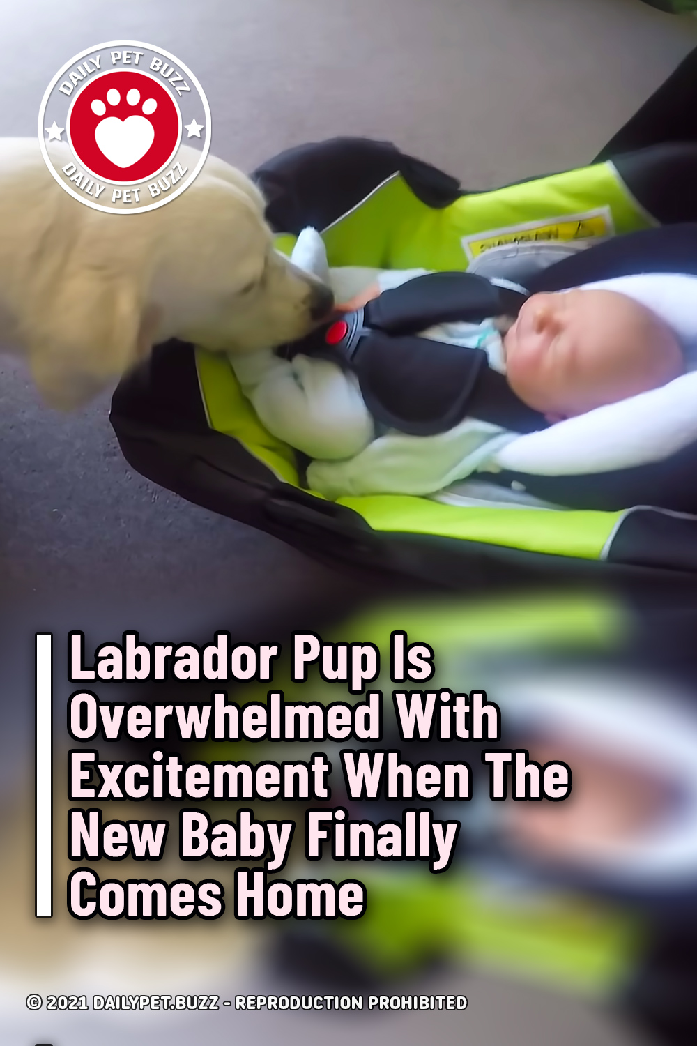 Labrador Pup Is Overwhelmed With Excitement When The New Baby Finally Comes Home
