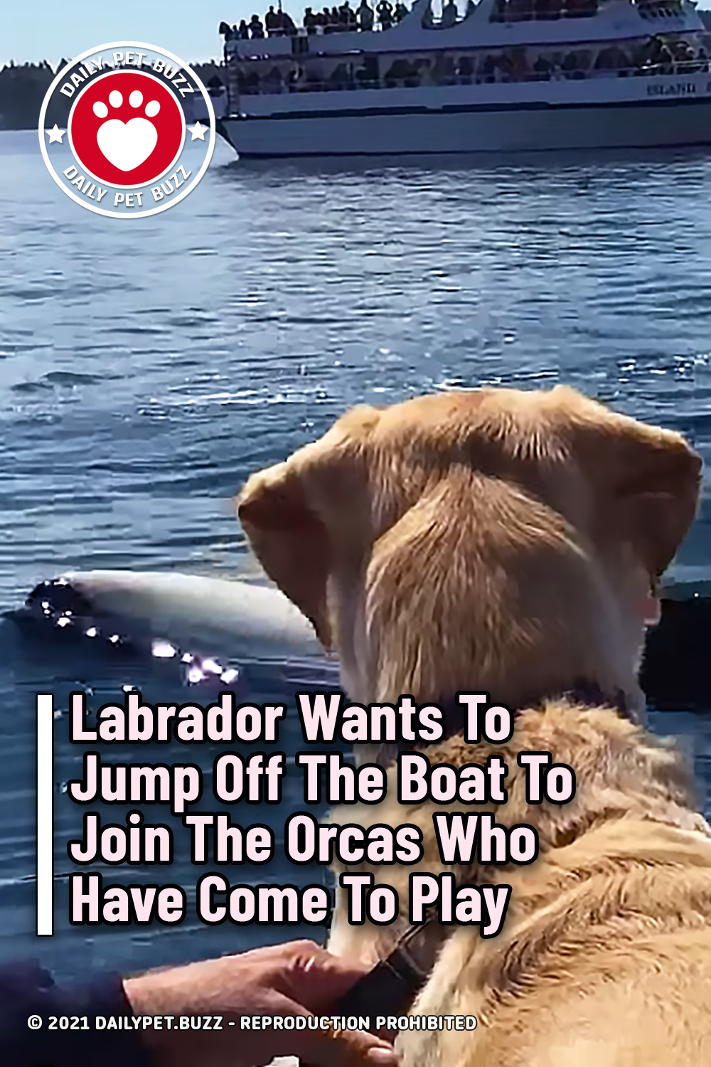 Labrador Wants To Jump Off The Boat To Join The Orcas Who Have Come To Play