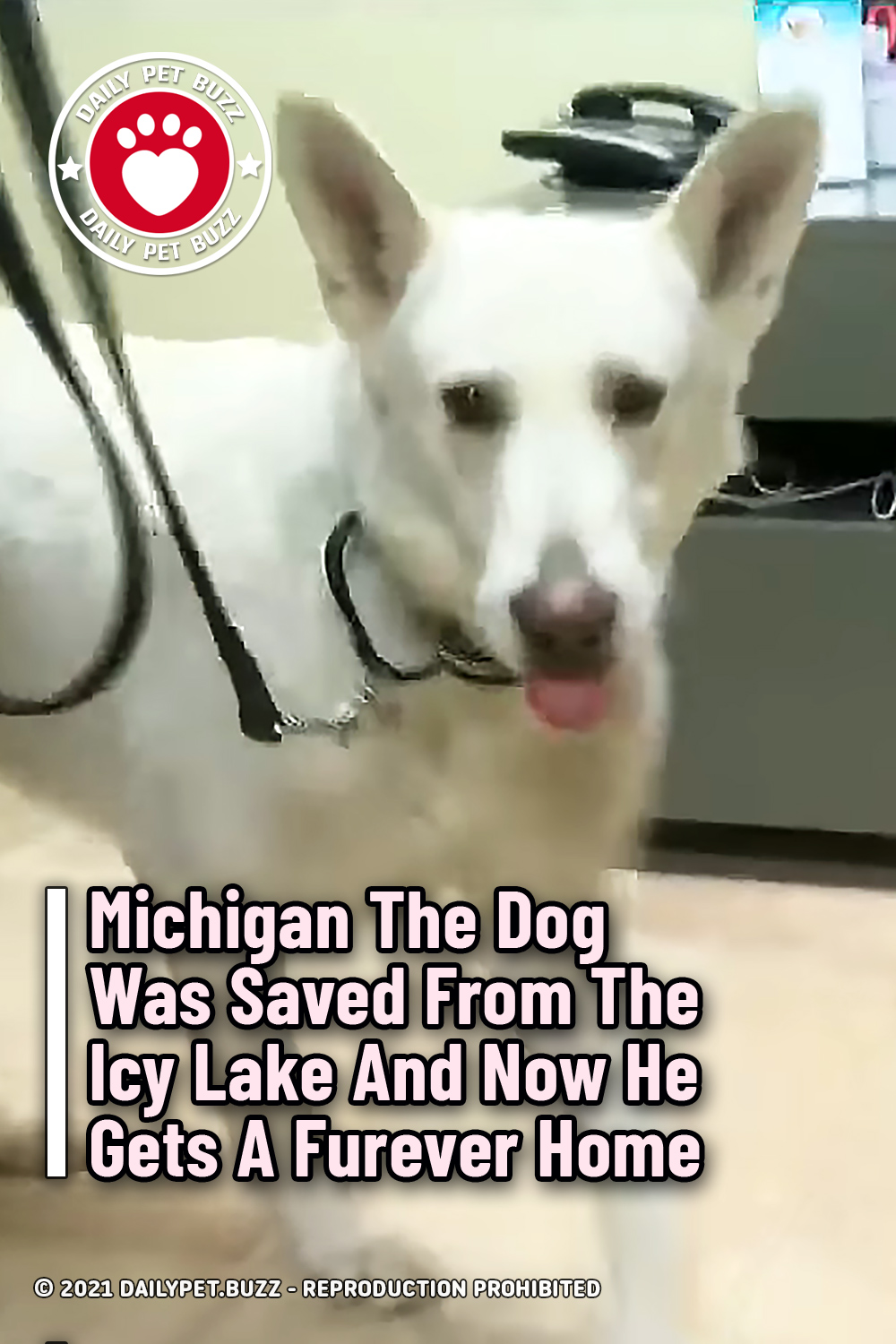 Michigan The Dog Was Saved From The Icy Lake And Now He Gets A Furever Home