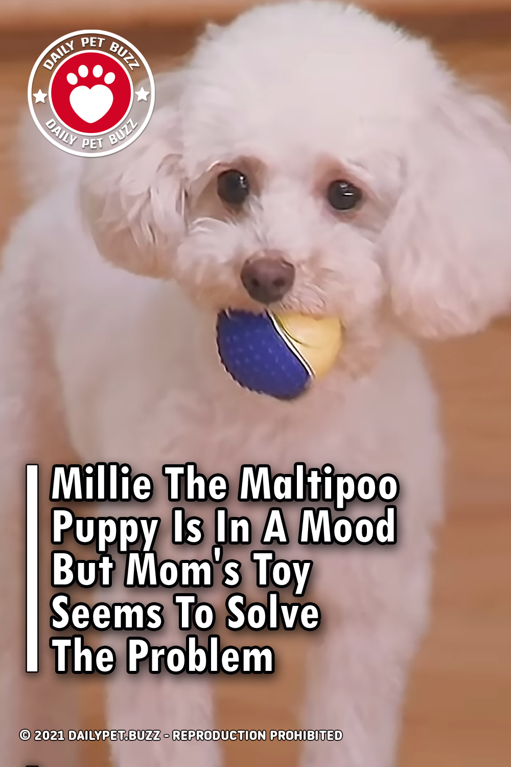 Millie The Maltipoo Puppy Is In A Mood But Mom\'s Toy Seems To Solve The Problem