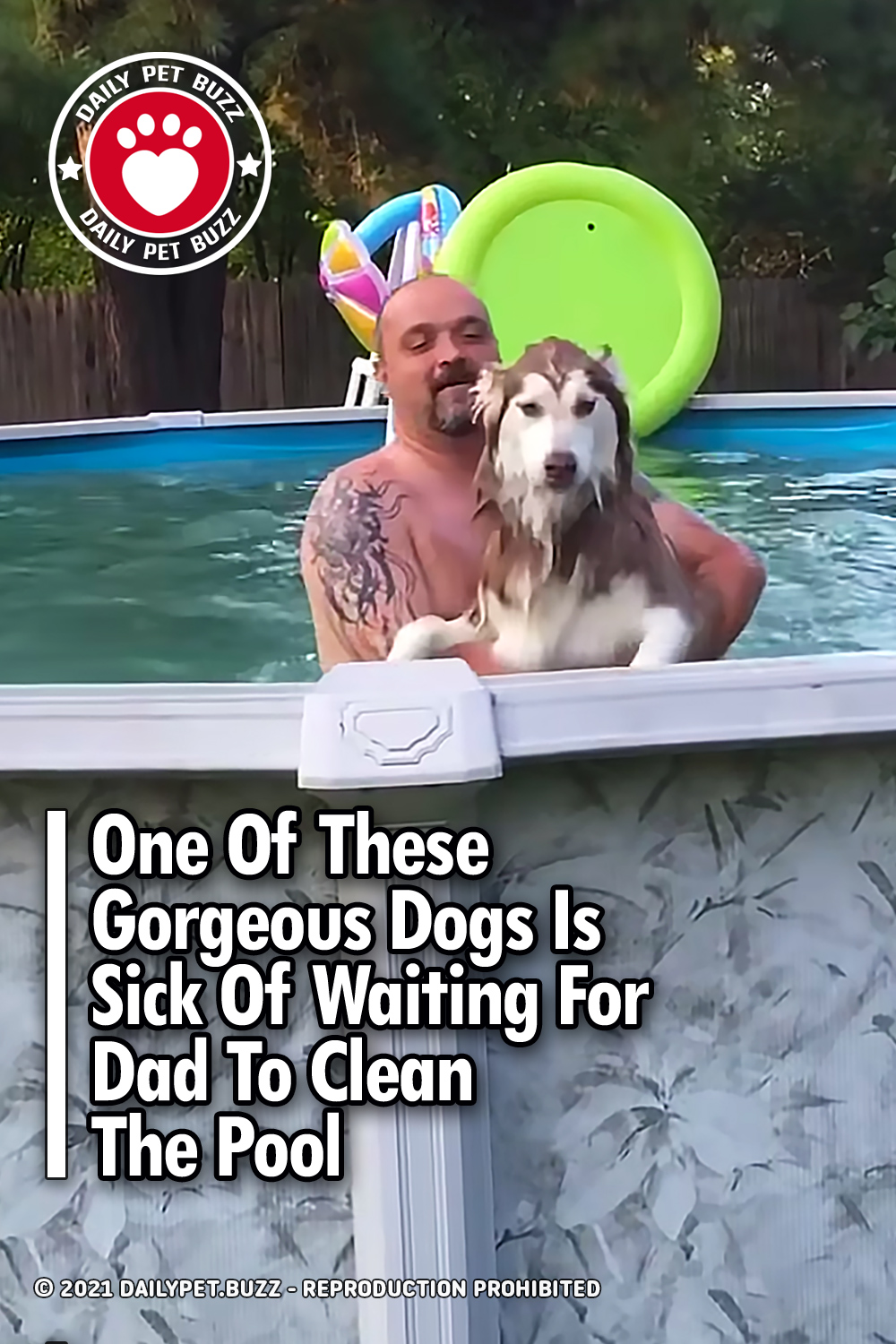 One Of These Gorgeous Dogs Is Sick Of Waiting For Dad To Clean The Pool