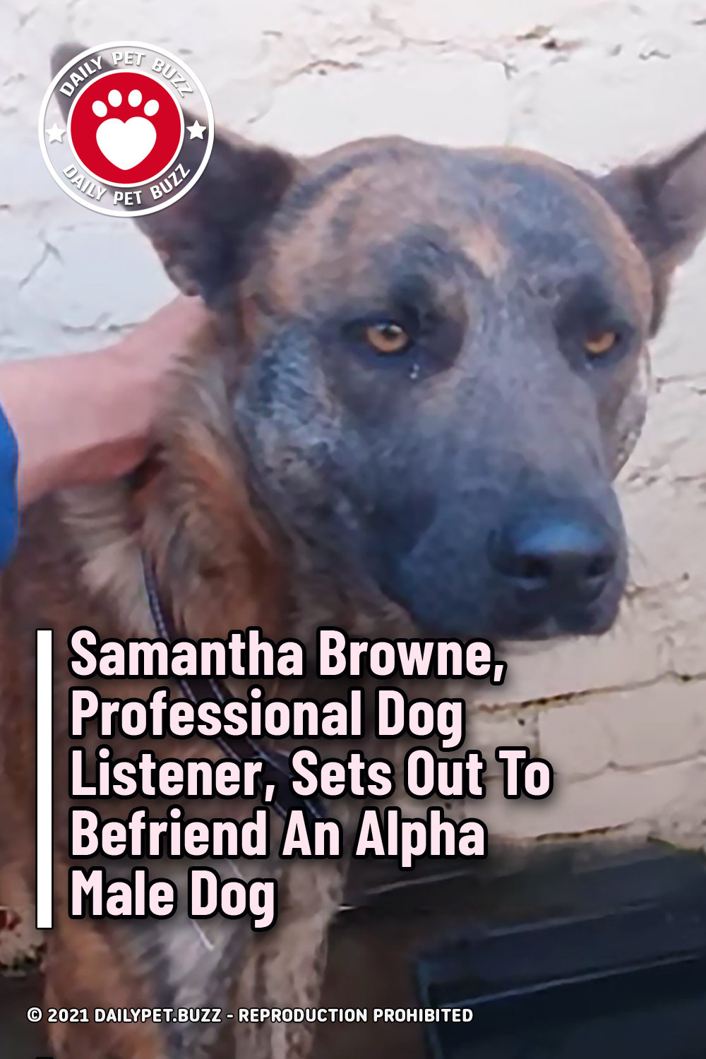 Samantha Browne, Professional Dog Listener, Sets Out To Befriend An Alpha Male Dog