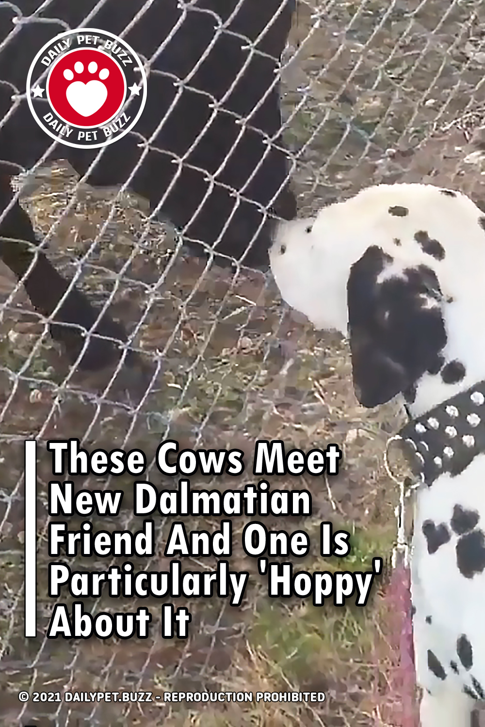 These Cows Meet New Dalmatian Friend And One Is Particularly \'Hoppy\' About It