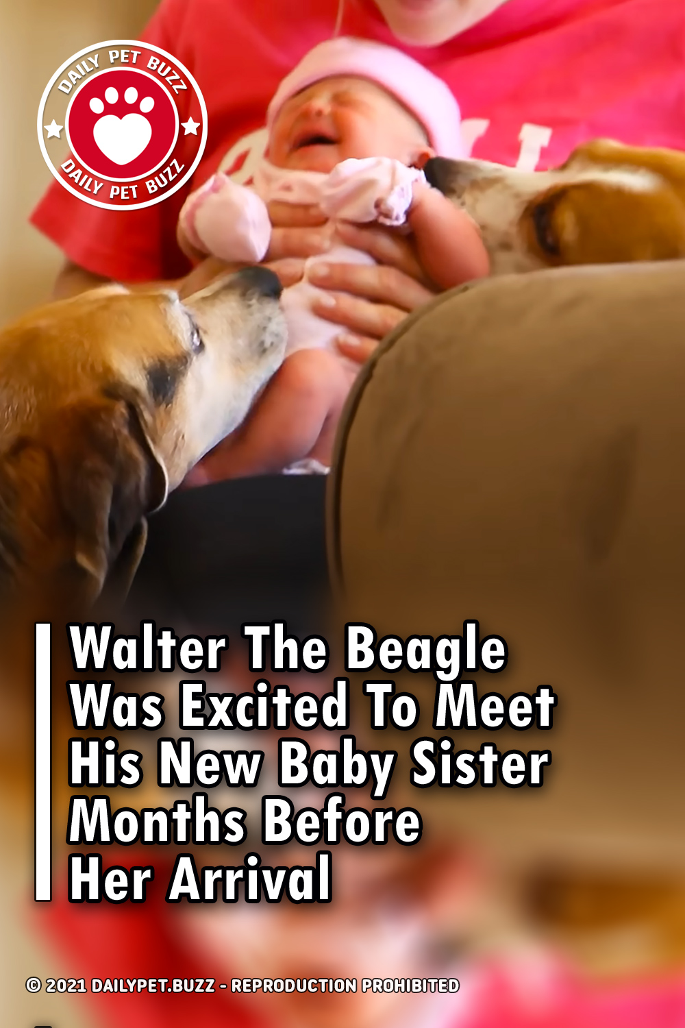 Walter The Beagle Was Excited To Meet His New Baby Sister Months Before Her Arrival