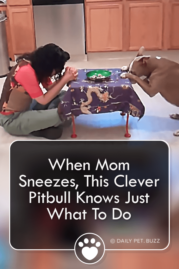 When Mom Sneezes, This Clever Pitbull Knows Just What To Do
