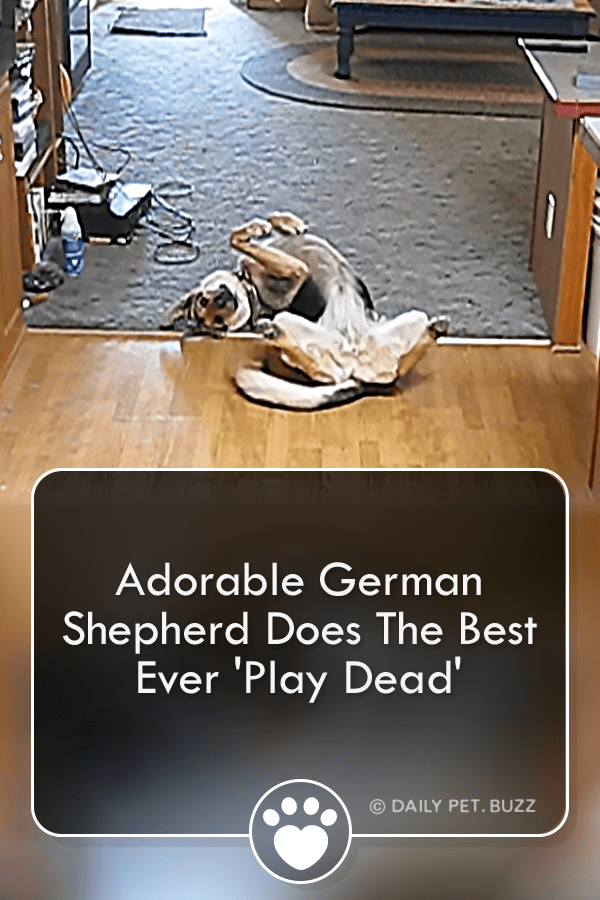 Adorable German Shepherd Does The Best Ever \'Play Dead\'
