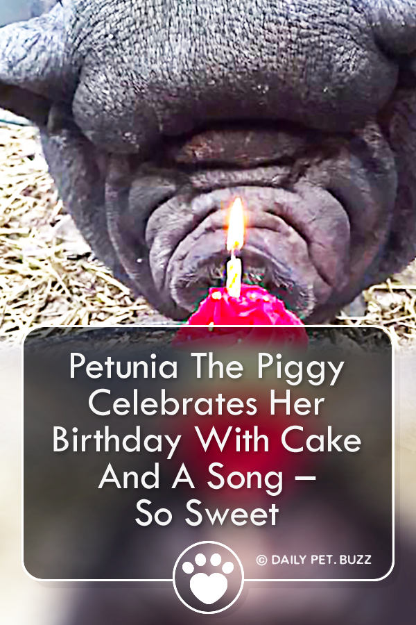 Petunia The Piggy Celebrates Her Birthday With Cake And A Song – So Sweet