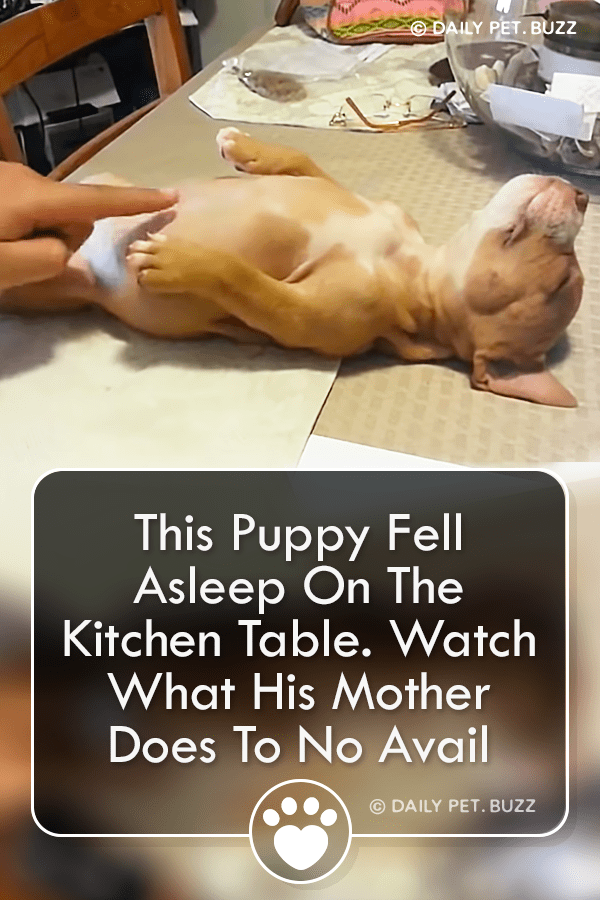 This Puppy Fell Asleep On The Kitchen Table. Watch What His Mother Does To No Avail