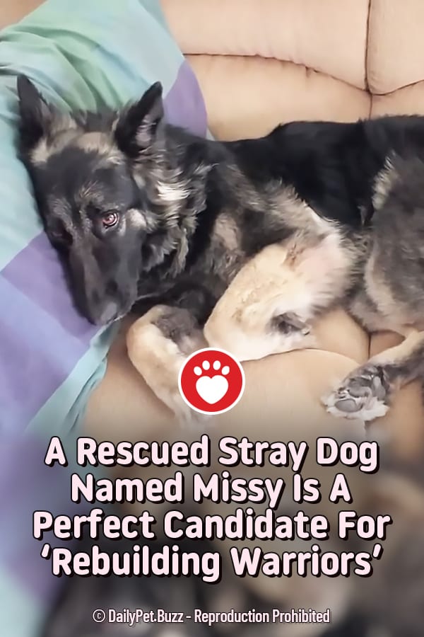 A Rescued Stray Dog Named Missy Is A Perfect Candidate For \'Rebuilding Warriors\'