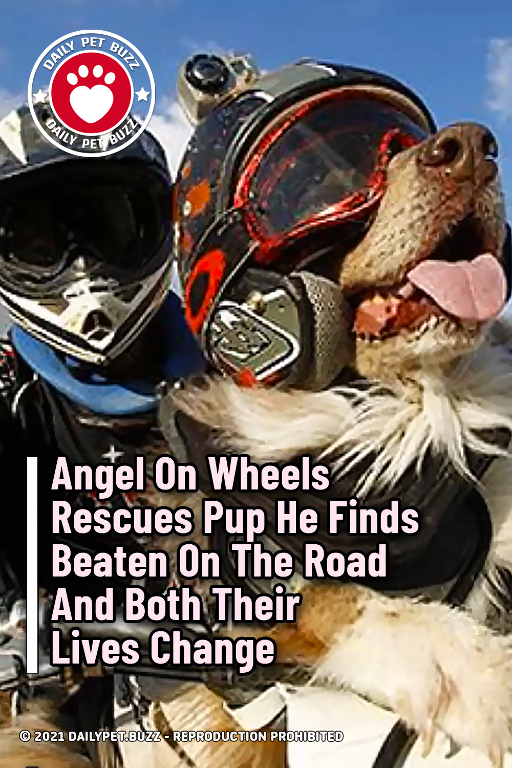 Angel On Wheels Rescues Pup He Finds Beaten On The Road And Both Their Lives Change