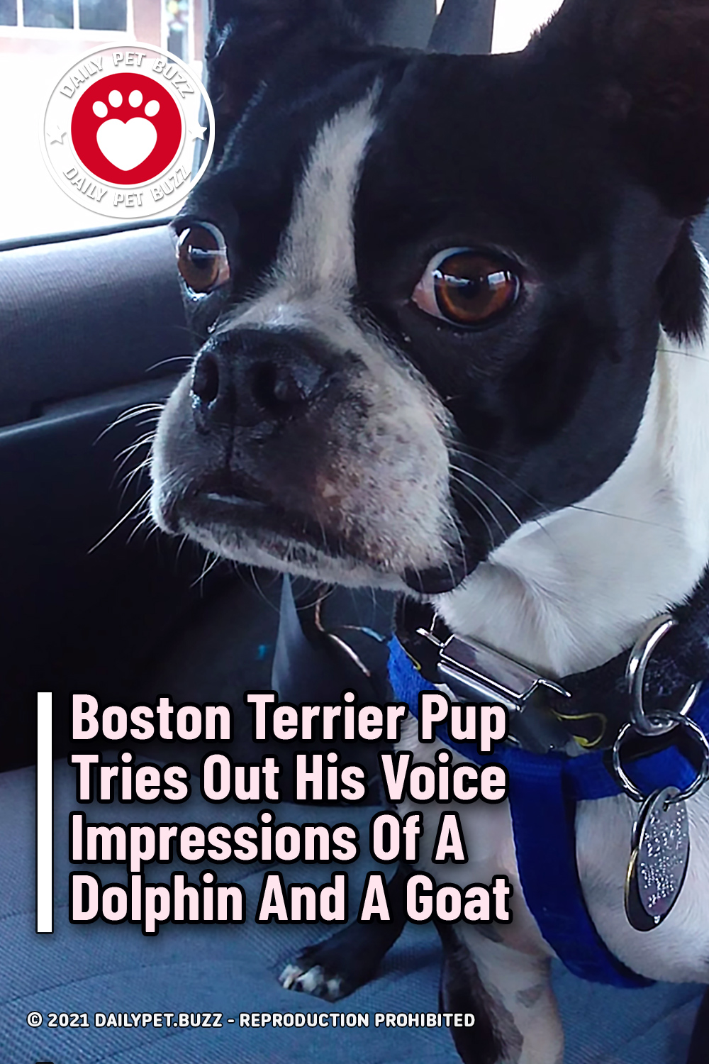 Boston Terrier Pup Tries Out His Voice Impressions Of A Dolphin And A Goat