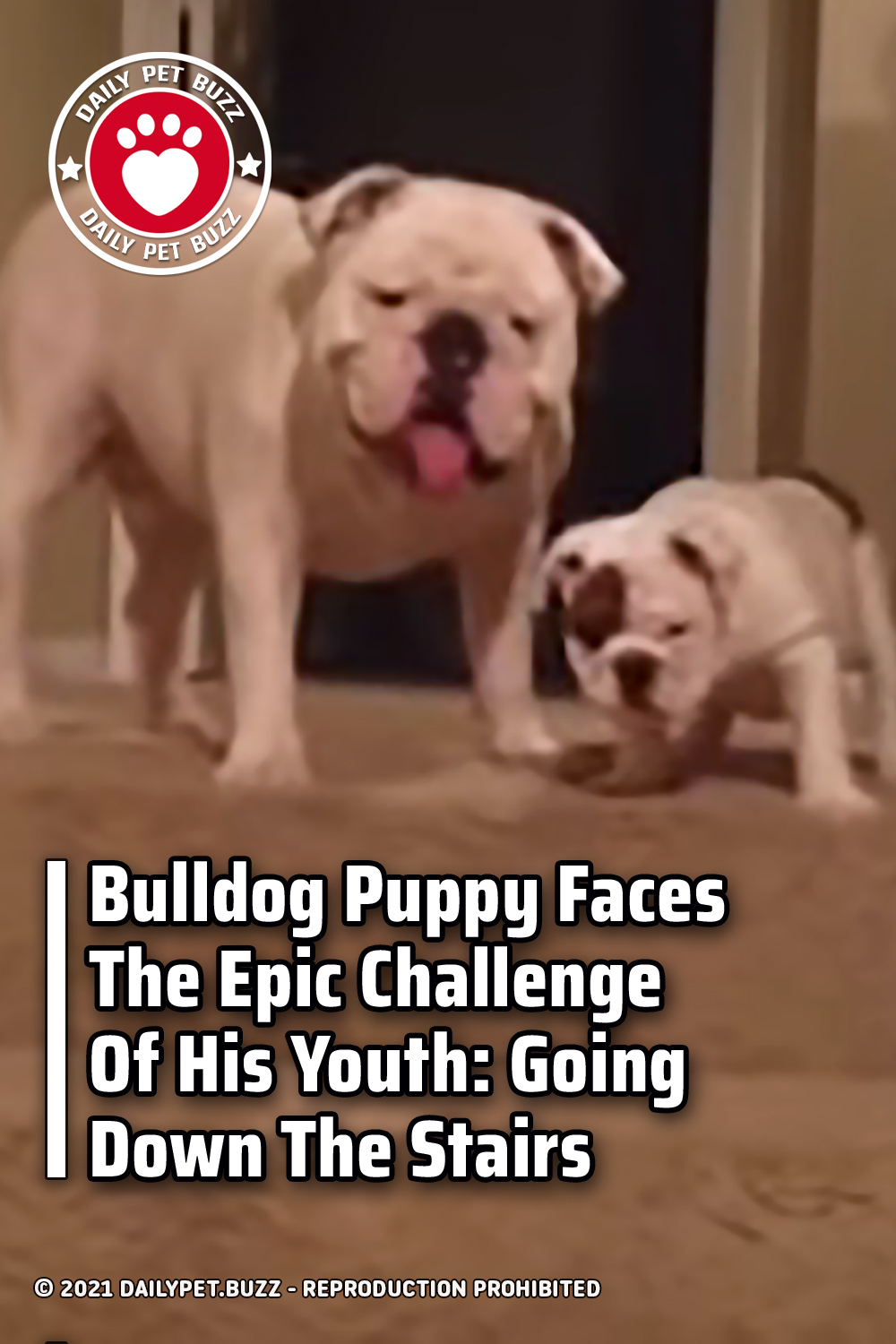 Bulldog Puppy Faces The Epic Challenge Of His Youth: Going Down The Stairs