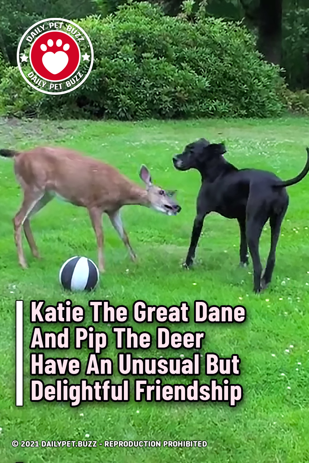 Katie The Great Dane And Pip The Deer Have An Unusual But Delightful Friendship
