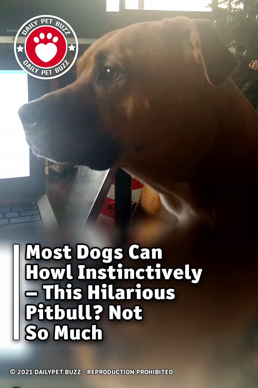 Most Dogs Can Howl Instinctively – This Hilarious Pitbull? Not So Much