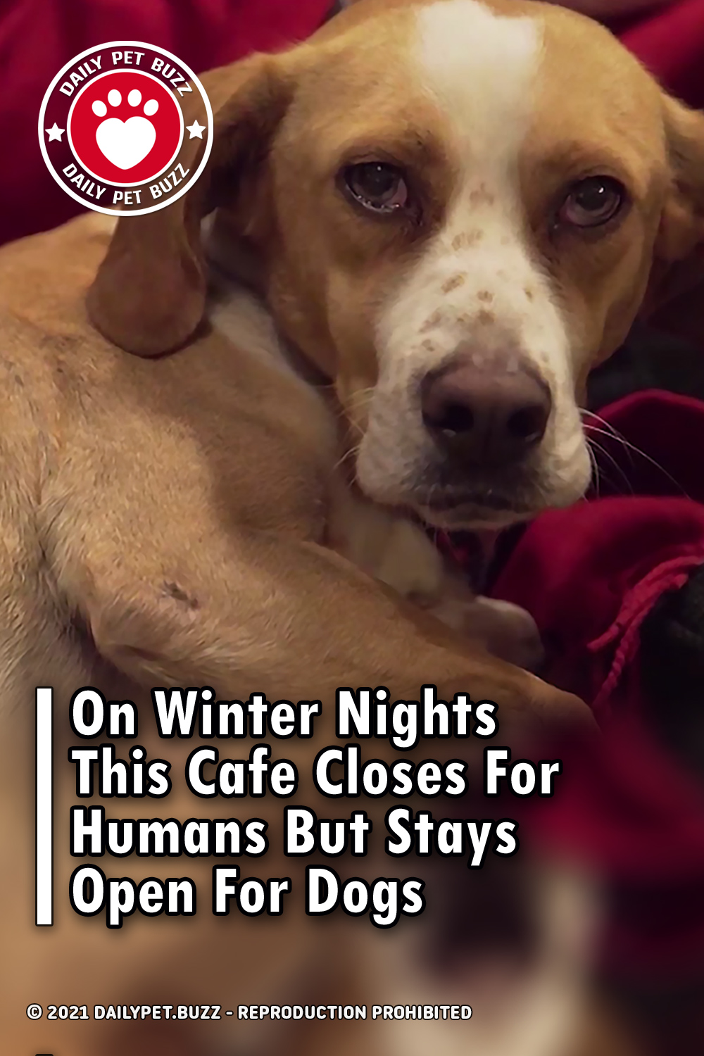 On Winter Nights This Cafe Closes For Humans But Stays Open For Dogs