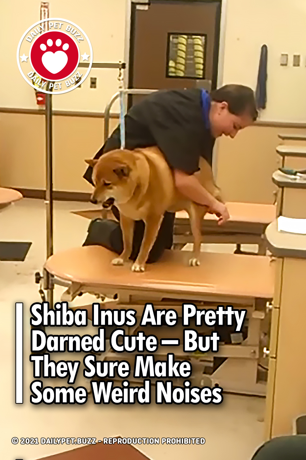 Shiba Inus Are Pretty Darned Cute – But They Sure Make Some Weird Noises