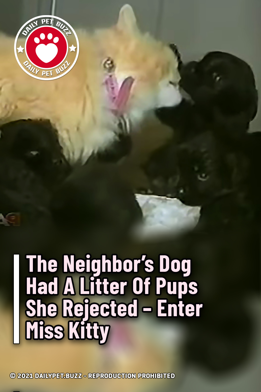 The Neighbor\'s Dog Had A Litter Of Pups She Rejected – Enter Miss Kitty