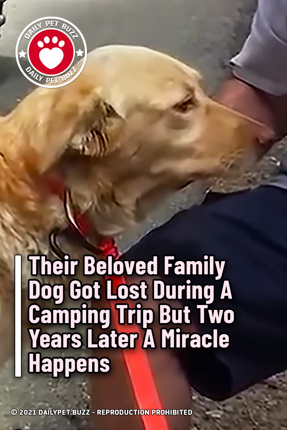 Their Beloved Family Dog Got Lost During A Camping Trip But Two Years Later A Miracle Happens
