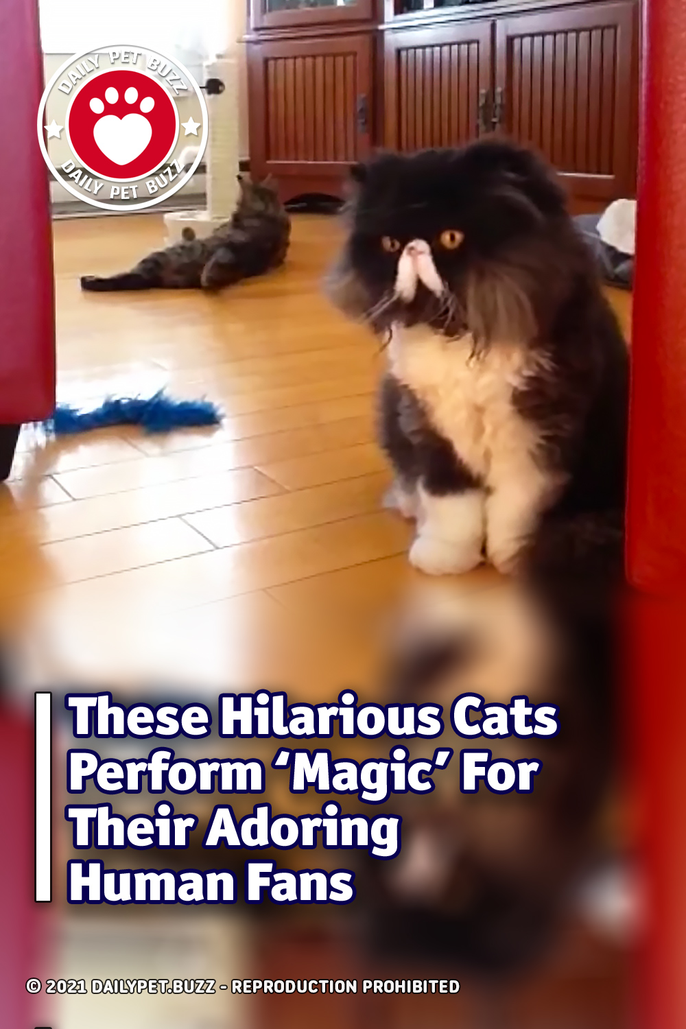 These Hilarious Cats Perform \'Magic\' For Their Adoring Human Fans