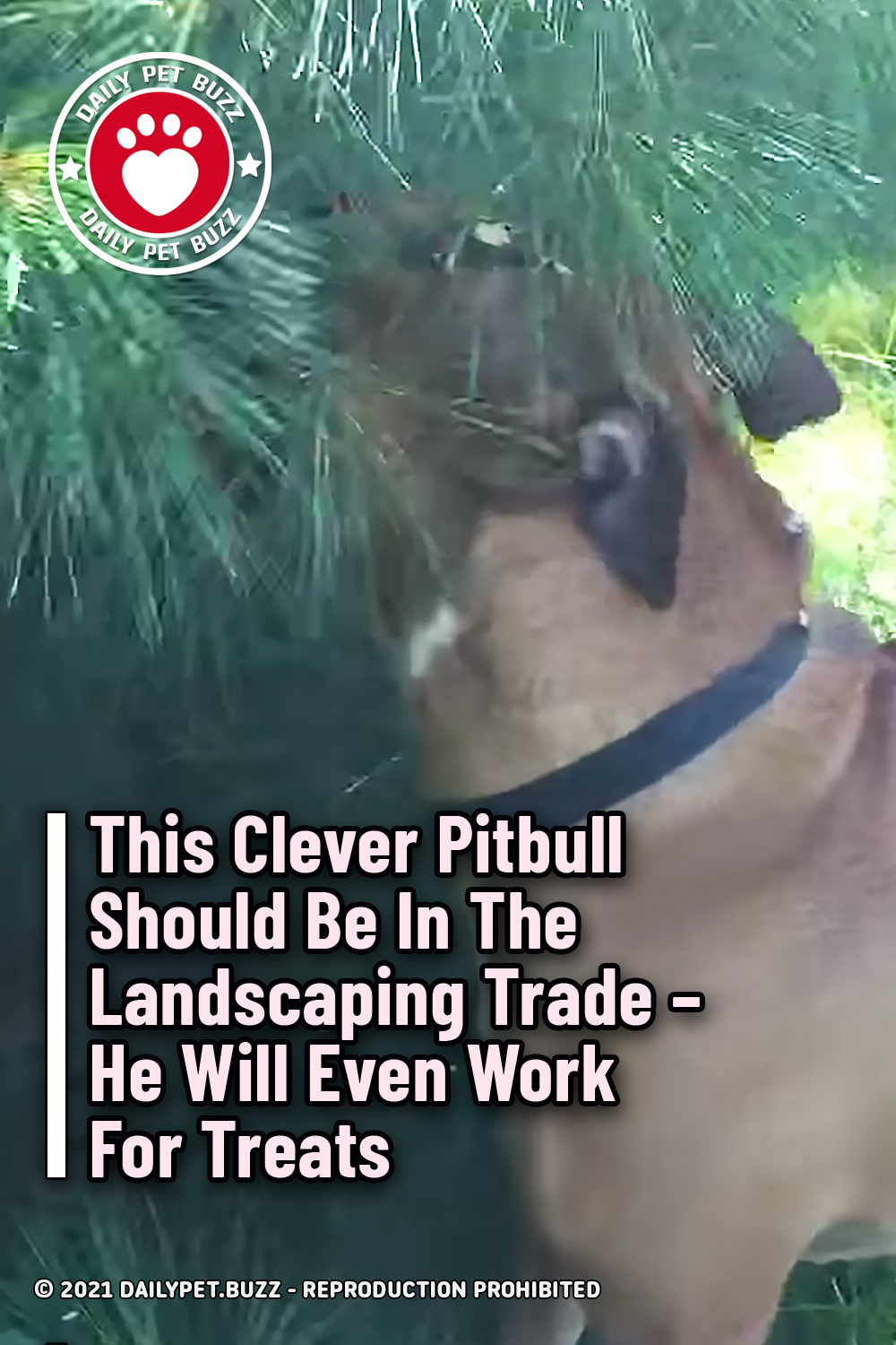 This Clever Pitbull Should Be In The Landscaping Trade – He Will Even Work For Treats