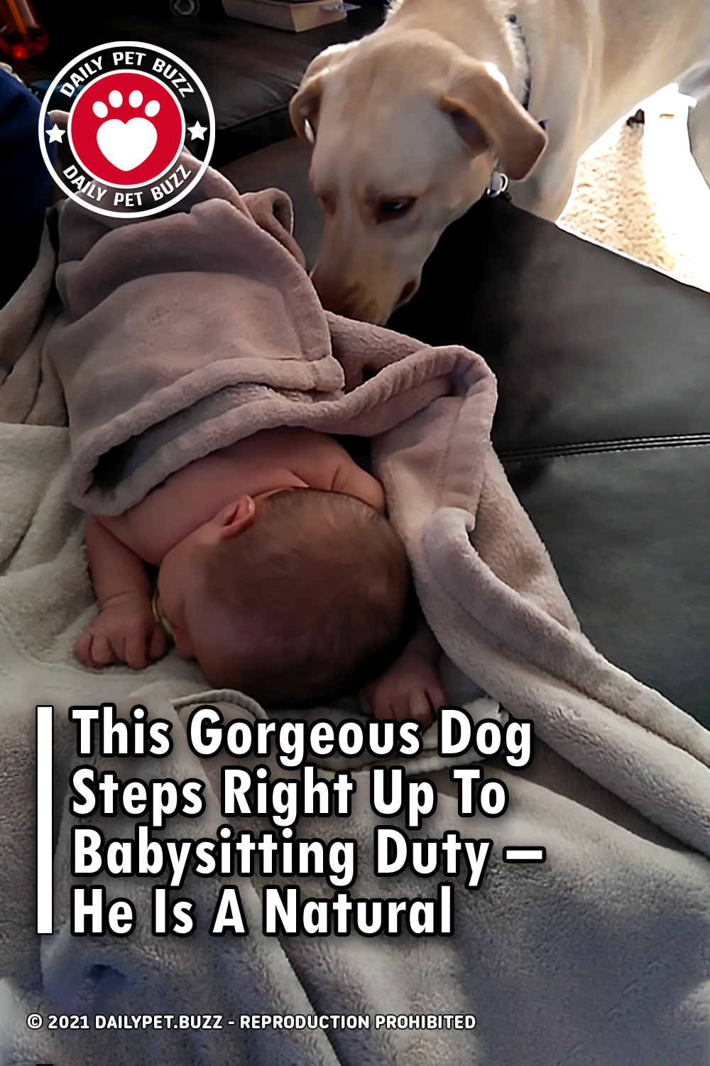 This Gorgeous Dog Steps Right Up To Babysitting Duty – He Is A Natural