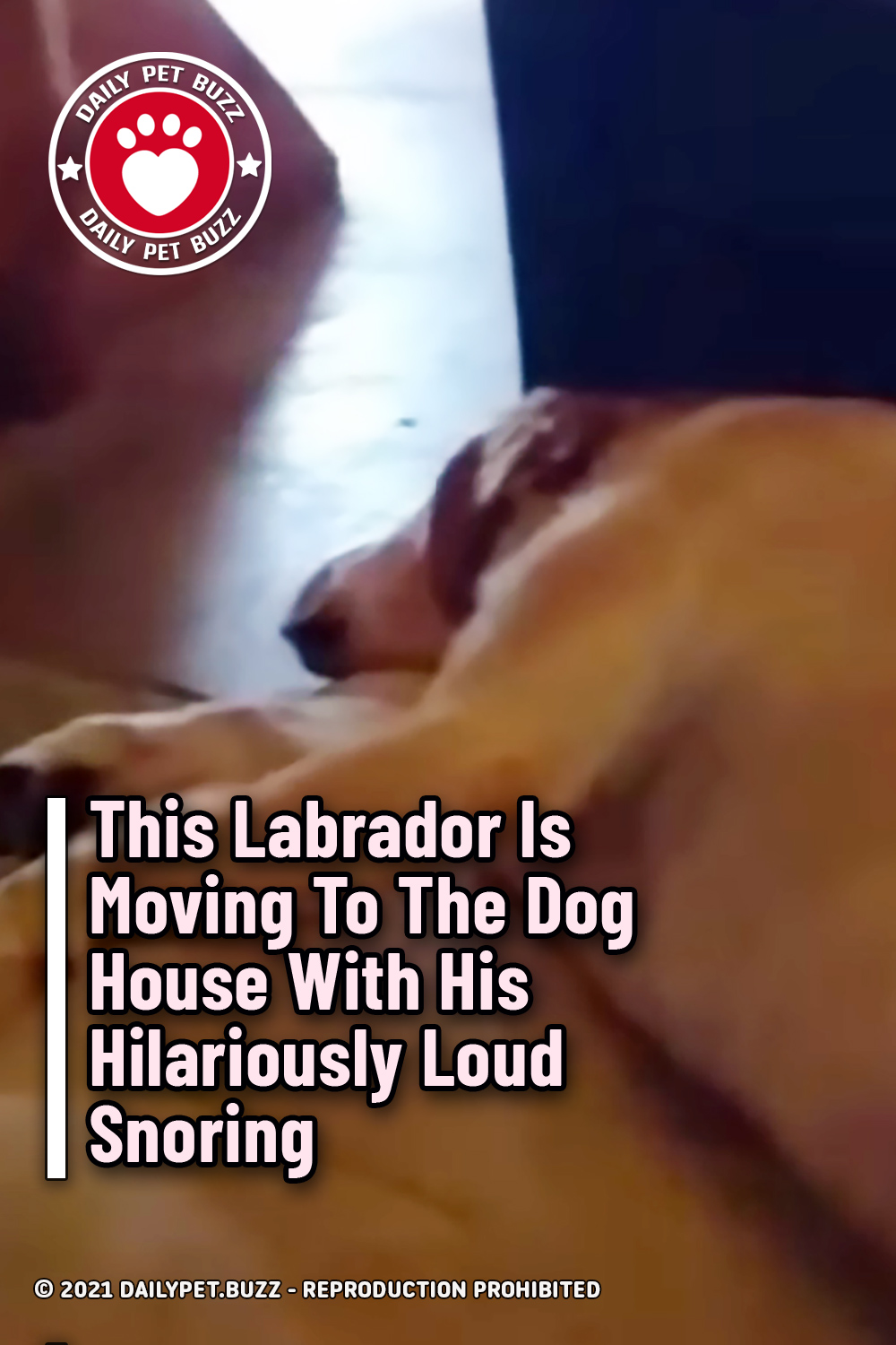 This Labrador Is Moving To The Dog House With His Hilariously Loud Snoring