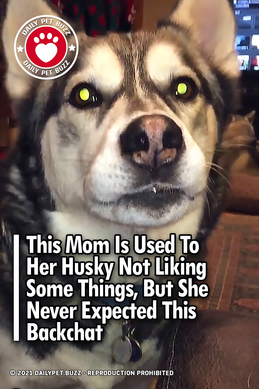 This Mom Is Used To Her Husky Not Liking Some Things, But She Never Expected This Backchat