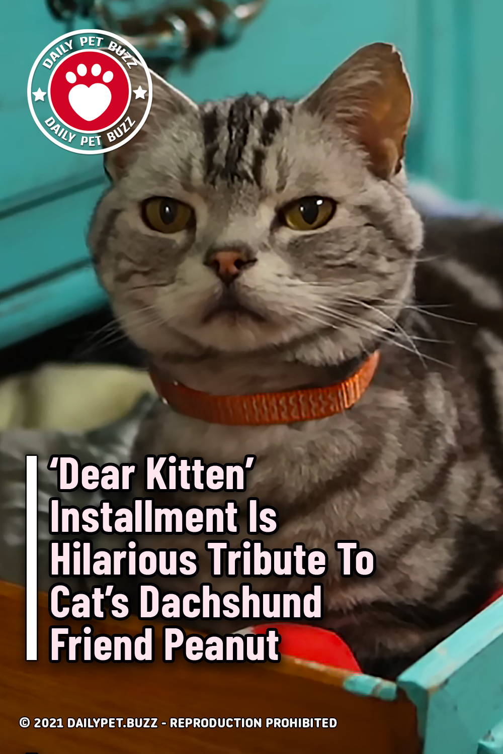 \'Dear Kitten\' Installment Is Hilarious Tribute To Cat\'s Dachshund Friend Peanut