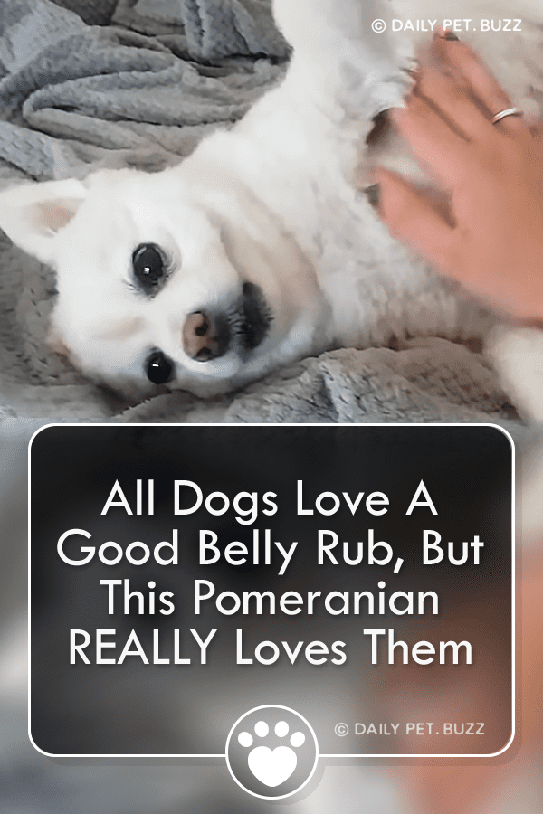 All Dogs Love A Good Belly Rub, But This Pomeranian REALLY Loves Them