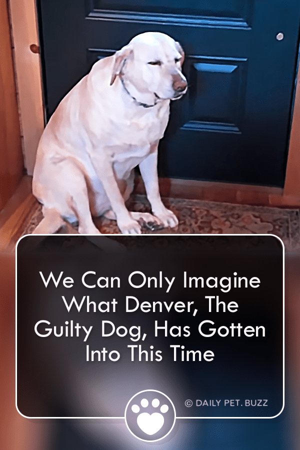 We Can Only Imagine What Denver, The Guilty Dog, Has Gotten Into This Time