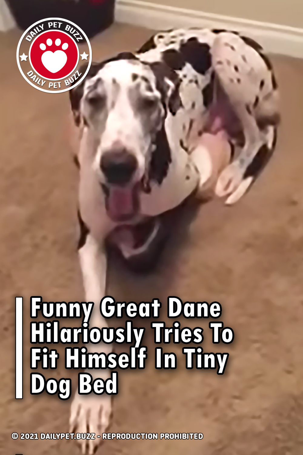 Funny Great Dane Hilariously Tries To Fit Himself In Tiny Dog Bed