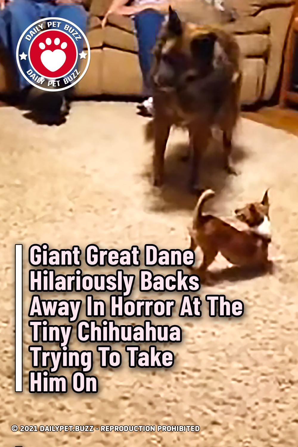 Giant Great Dane Hilariously Backs Away In Horror At The Tiny Chihuahua Trying To Take Him On