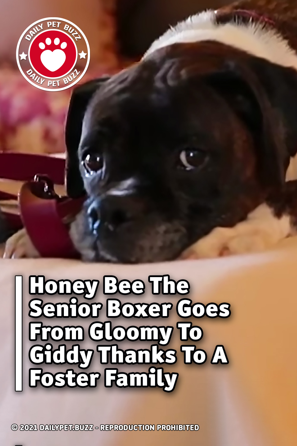 Honey Bee The Senior Boxer Goes From Gloomy To Giddy Thanks To A Foster Family