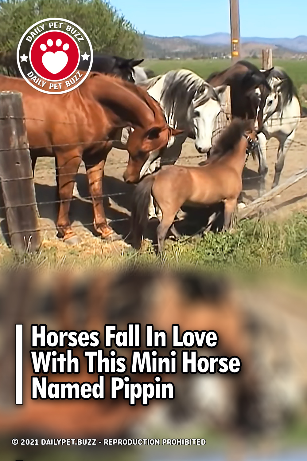 Horses Fall In Love With This Mini Horse Named Pippin