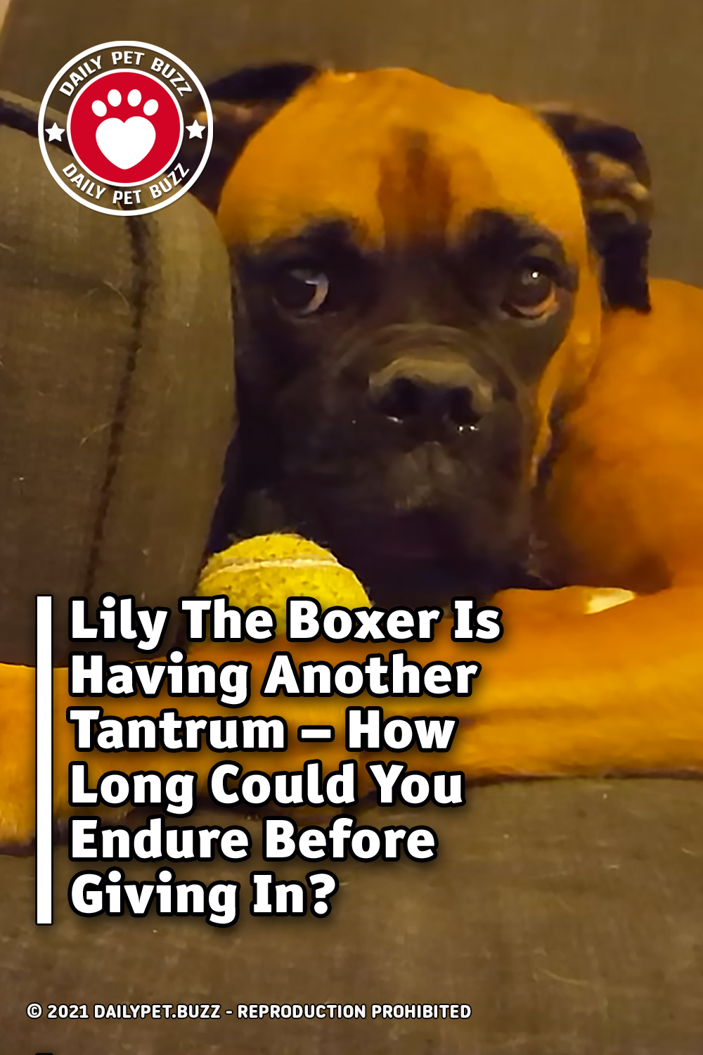 Lily The Boxer Is Having Another Tantrum – How Long Could You Endure Before Giving In?