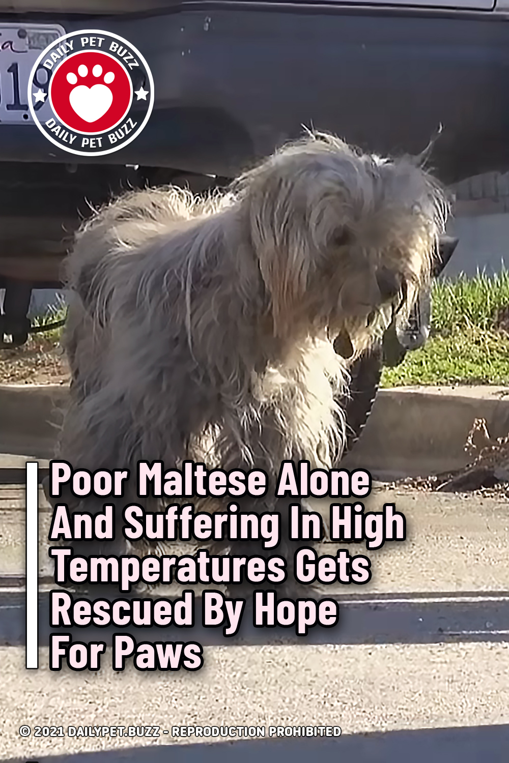 Poor Maltese Alone And Suffering In High Temperatures Gets Rescued By Hope For Paws