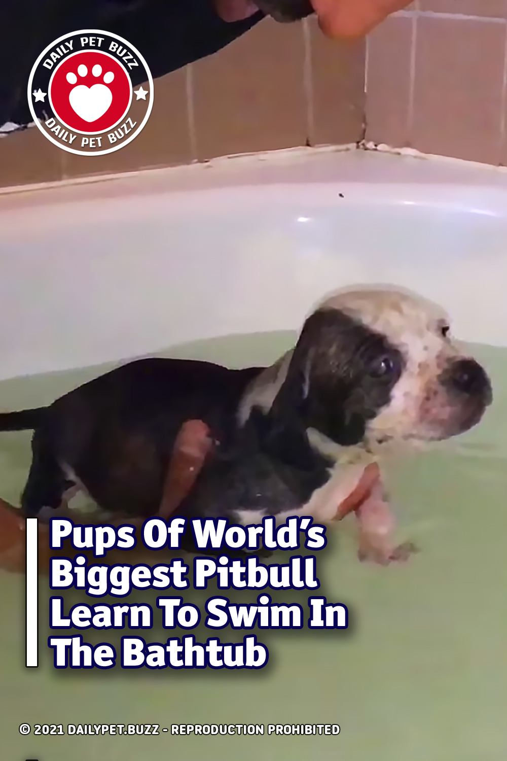 Pups Of World\'s Biggest Pitbull Learn To Swim In The Bathtub