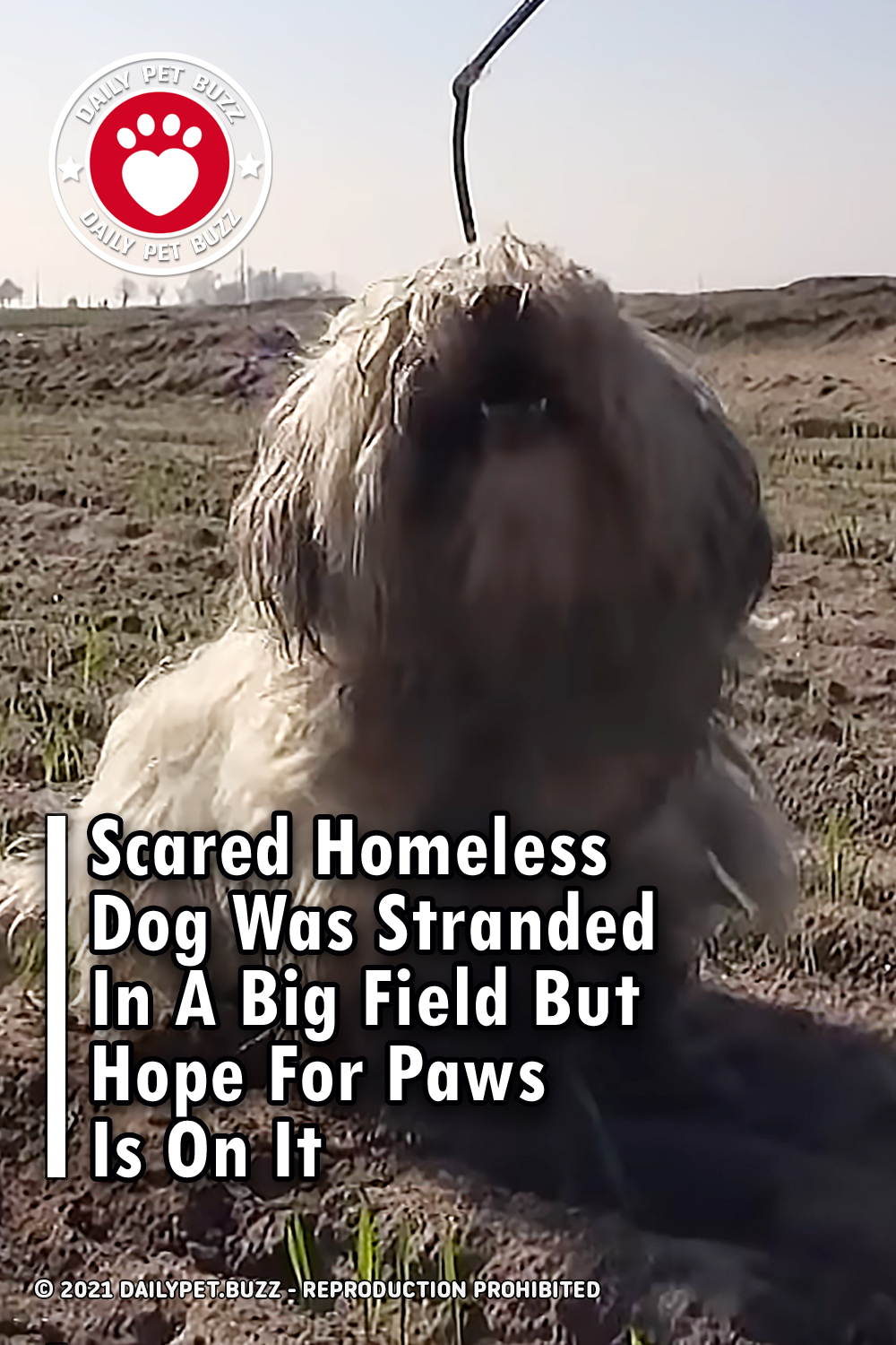 Scared Homeless Dog Was Stranded In A Big Field But Hope For Paws Is On It