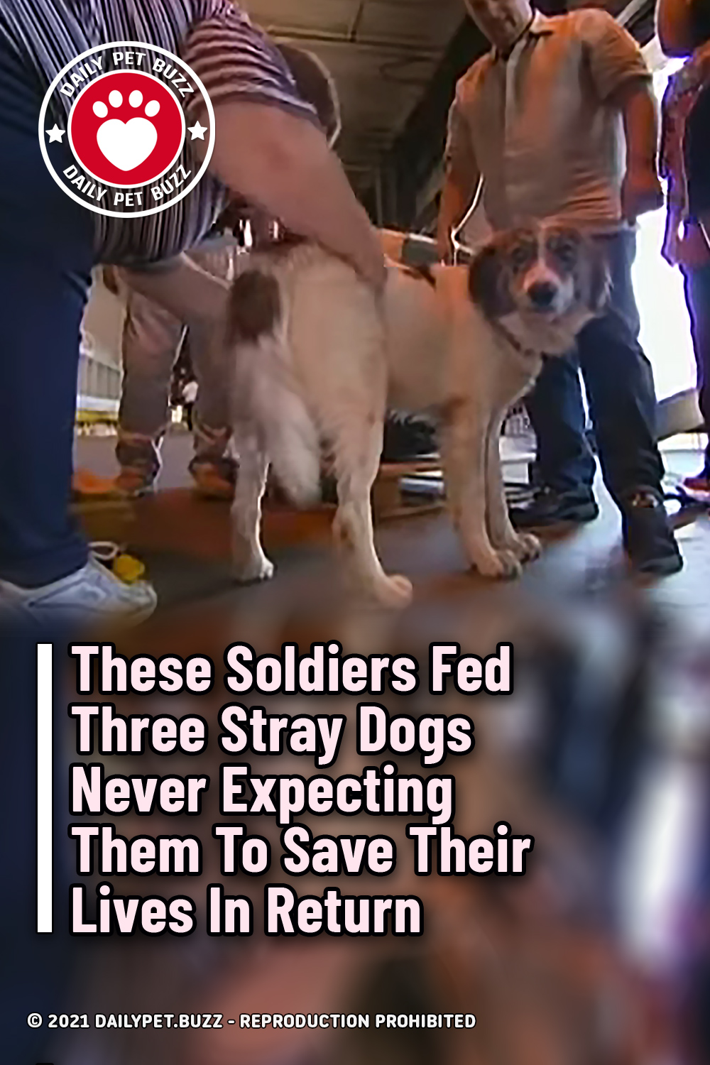 These Soldiers Fed Three Stray Dogs Never Expecting Them To Save Their Lives In Return