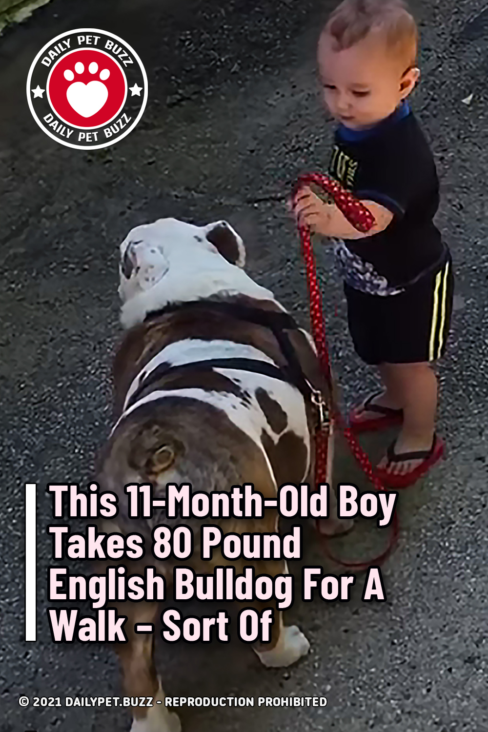 This 11-Month-Old Boy Takes 80 Pound English Bulldog For A Walk – Sort Of