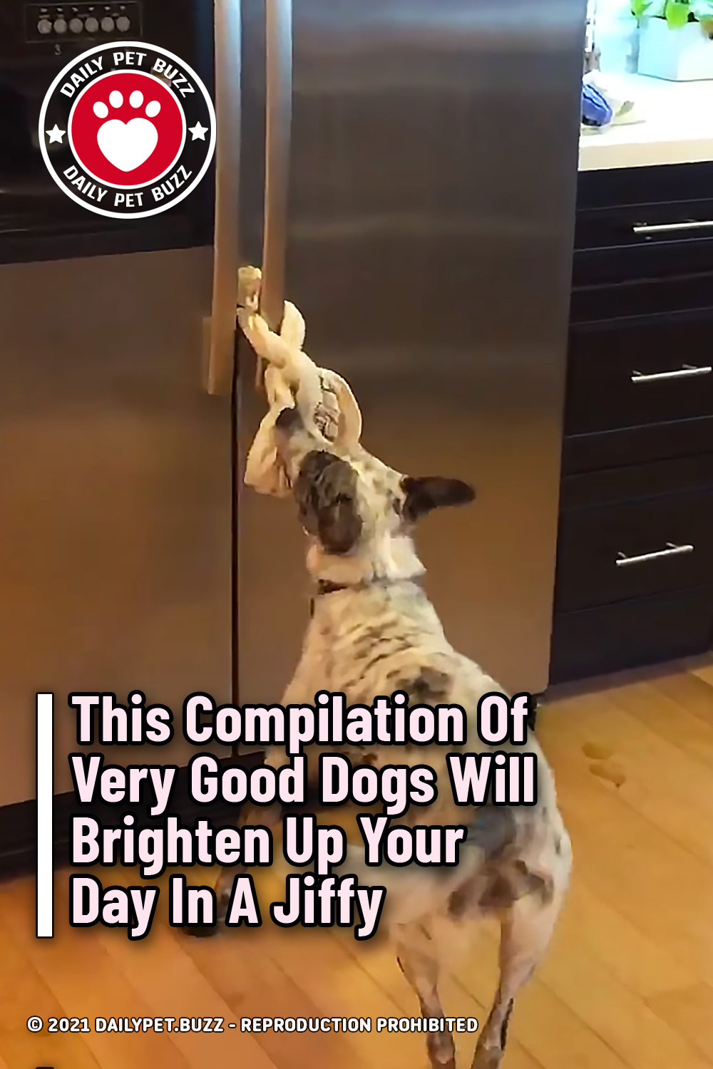 This Compilation Of Very Good Dogs Will Brighten Up Your Day In A Jiffy