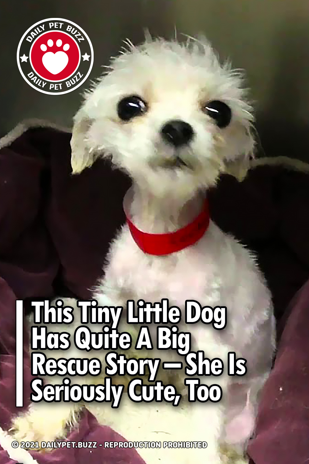 This Tiny Little Dog Has Quite A Big Rescue Story – She Is Seriously Cute, Too