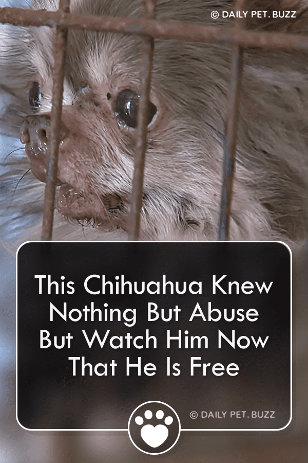 This Chihuahua Knew Nothing But Abuse But Watch Him Now That He Is Free